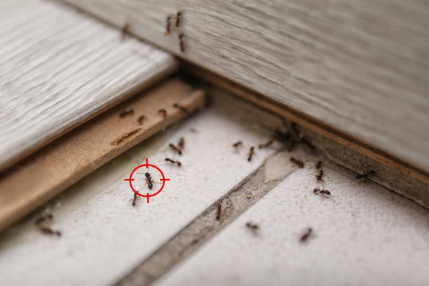  Long Branch, VA Pest Control Pros