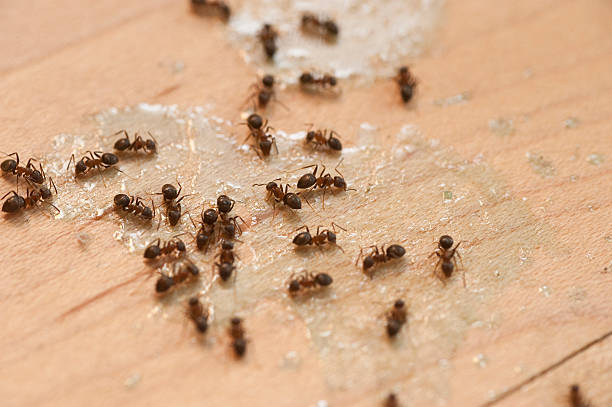 Best Emergency Pest Control  in Long Branch, VA