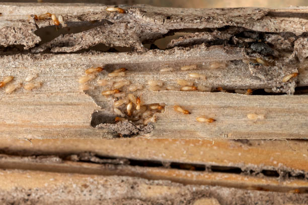 Best Flea Control Services  in Long Branch, VA